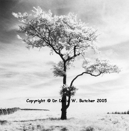 Lone Tree #3, Goyt Valley