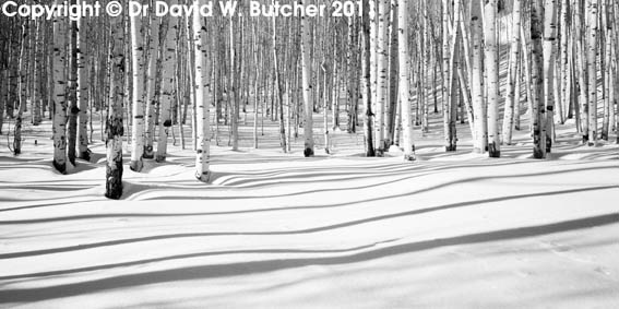 Aspen Shadows #1, Colorado