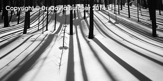 Tree Shadows at Cub Lake, Colorado