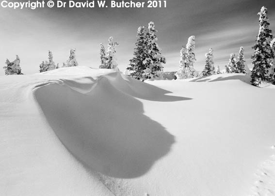 Snow Shapes and Trees, Wolf Creek