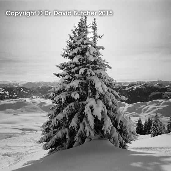 Kitzbuhel Snowy Tree